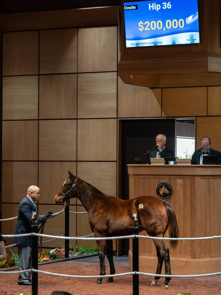 $200,000 at '24 F-T NOV | Colt o/o Tessie Flip | Purchased by KSI | Nicole Finch photo