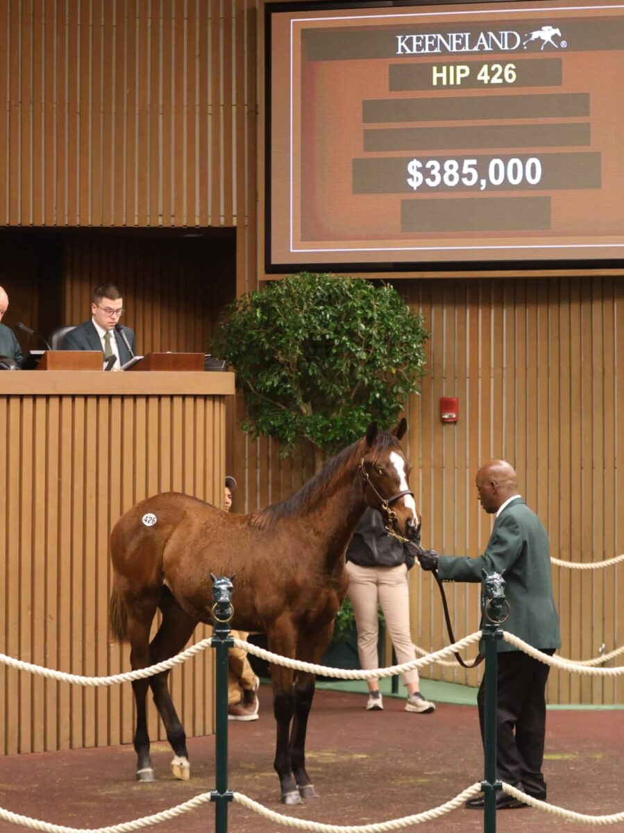 $385,000 at '24 KEENOV | Colt o/o Taking Aim | Purchased by Bolter Bloodstock | Z photo