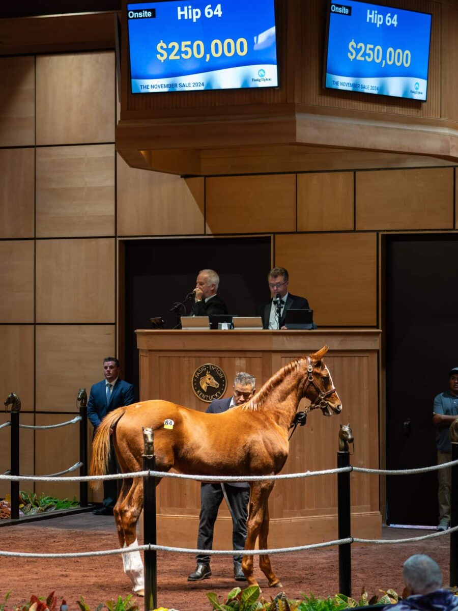 $250,000 at '24 F-T NOV | Colt o/o Applauding | Purchased by Glen Hill Farm | Nicole Finch photo