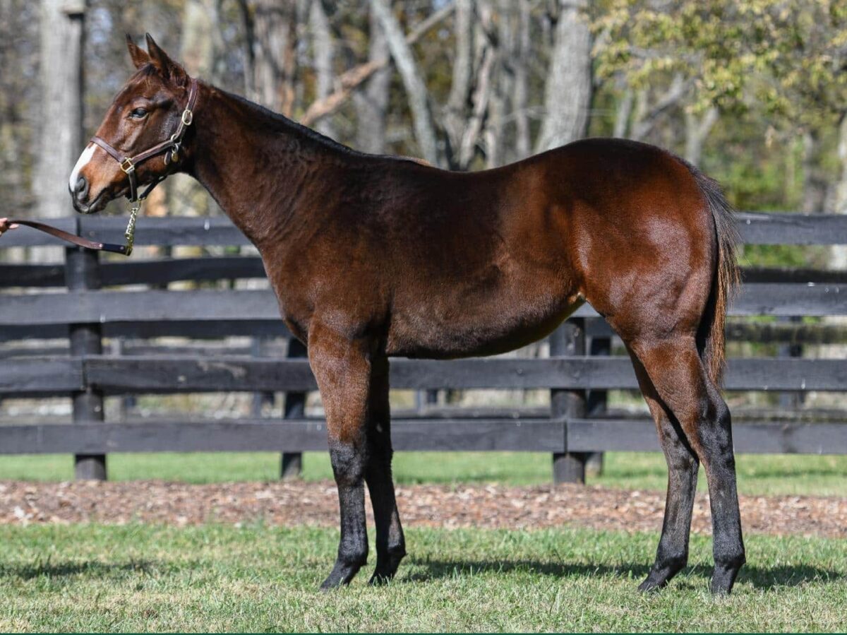 $190,000 at '24 KEENOV | Filly o/o Lucky Polly | Purchased by Frank Villages | Courtesy Keeneland