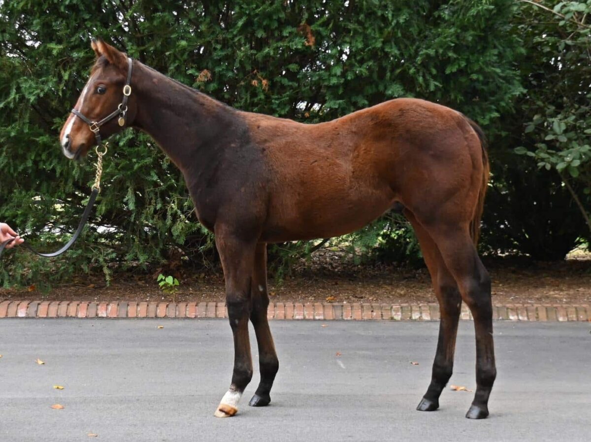 $170,000 at '24 KEENOV | Colt o/o Up in Smoke | Purchased by Boots Bloodstock | Courtesy Keeneland