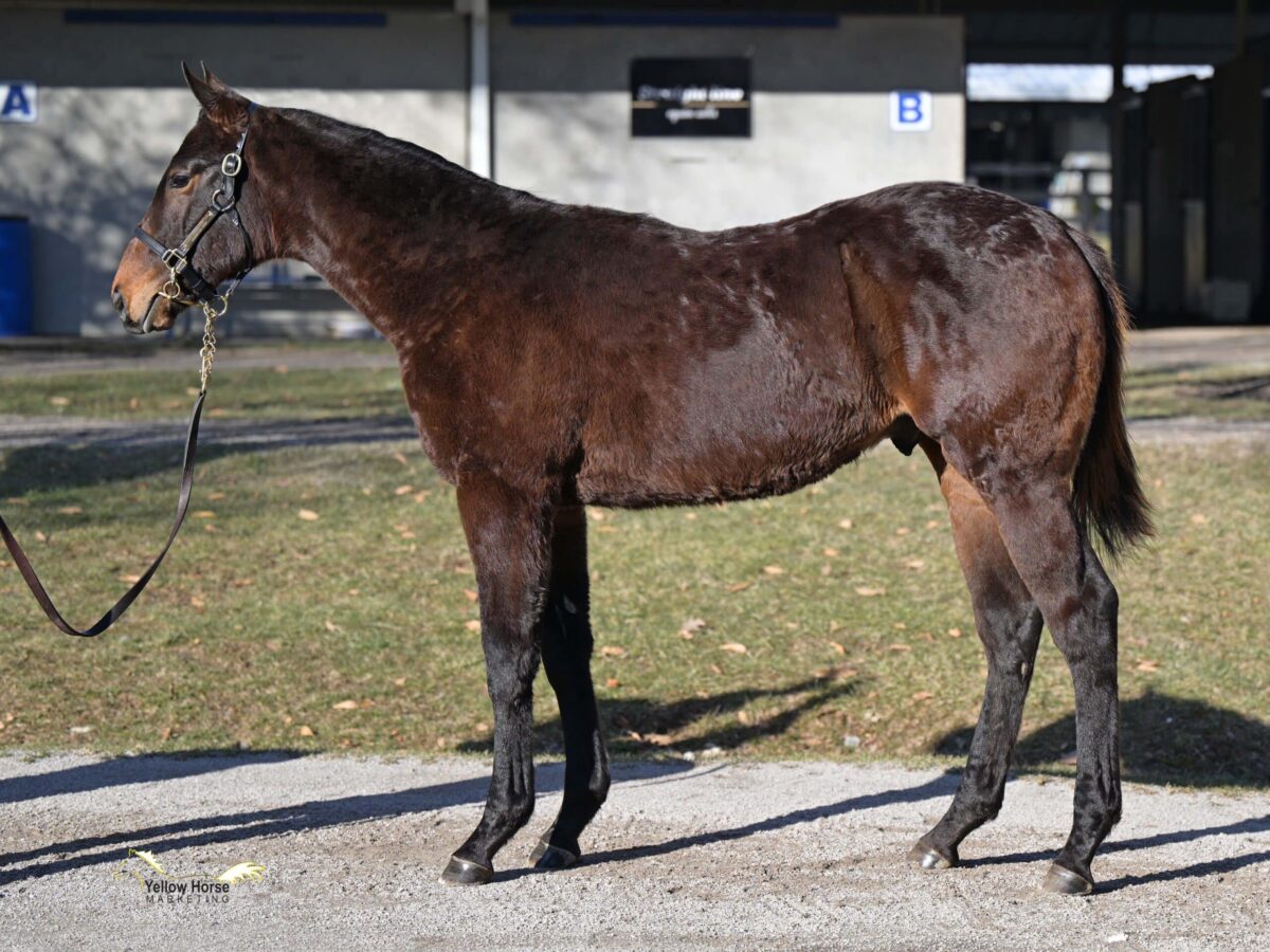 $170,000 at '25 F-T FEB | Colt o/o Forest Lake | Purchased by Calumet Farm