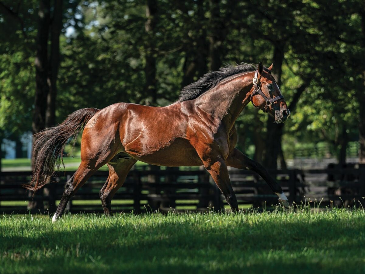 Jackie's Warrior | 2024 Paddock | Equisport photo