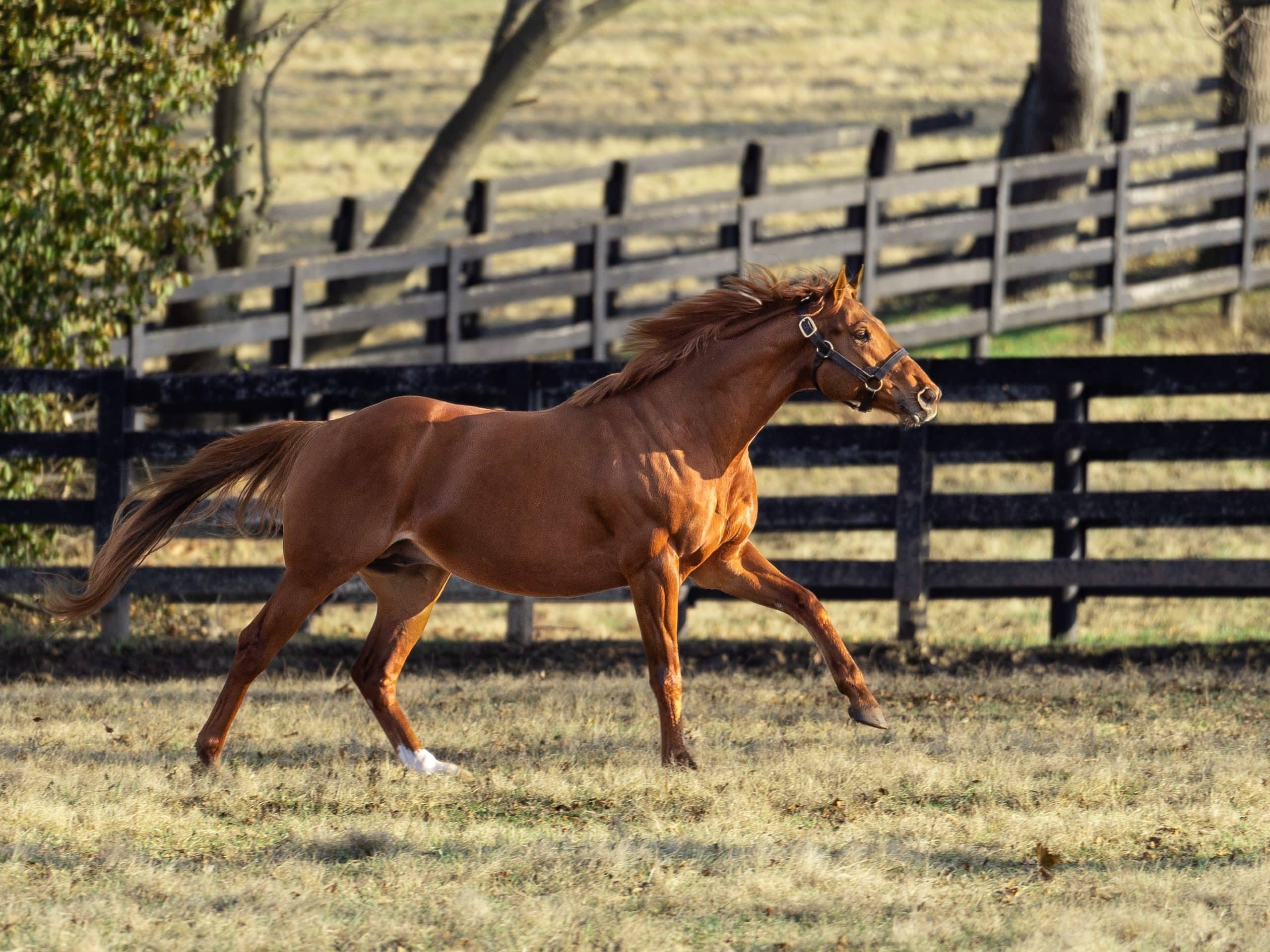 G1 winner Known Agenda sires first foal - Spendthrift - A Kentucky ...