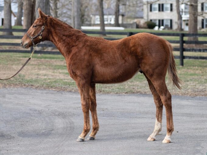 Vekoma's hip No. 1220 at the 2023 Keeneland January sale