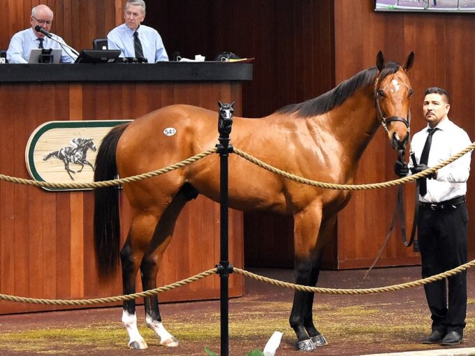 Vino Rosso's $550,000 colt, hip 544, at the OBS March 2023 2yo sale - Judit Seipert