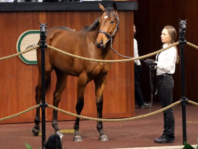 Bolt d'Oro's $300,000 colt, Hip 15, at the 2023 OBS 2 year old in training Sale -Z