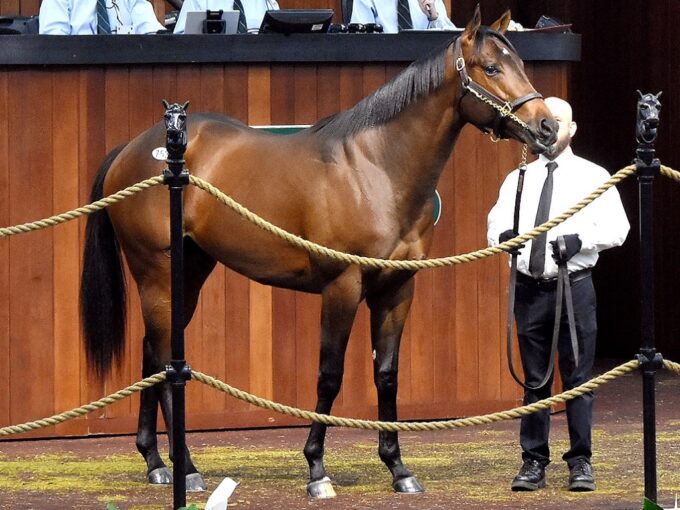 Mitole's hip 753 at the 2023 OBS March 2yo sale - Judit Seipert