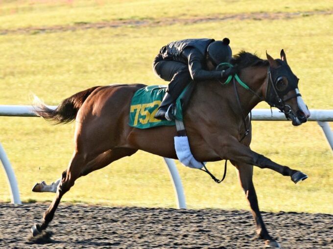 Omaha Beach's hip No. 752 working for the OBS March 2023 2YO sale - Judit Seipert