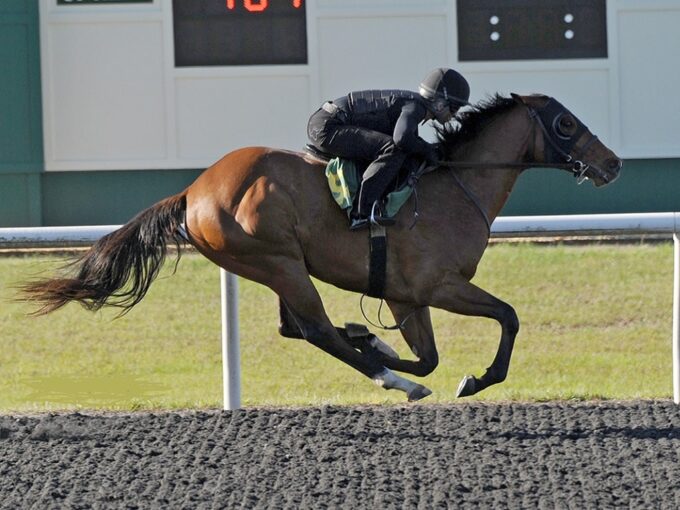 Vino Rosso's hip No. 544 breezing for the OBS March 2yo sale - Tibor Szlavik photo