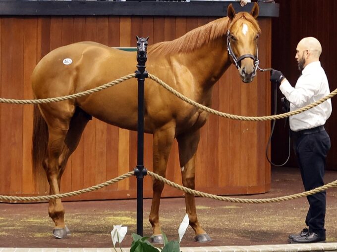 Omaha Beach's Hip 466 at the 2023 OBS Spring Two-Year-Olds in Training Sale - photo by Z