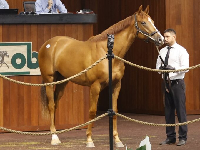 Omaha Beach's Hip 77 at the 2023 OBS Spring 2yos in Training Sale - photo by Z