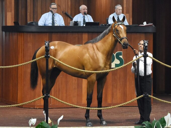 Omaha Beach's hip No. 617 in the sales ring at the 2023 OBS 2yo sale - Judit Seipert photo