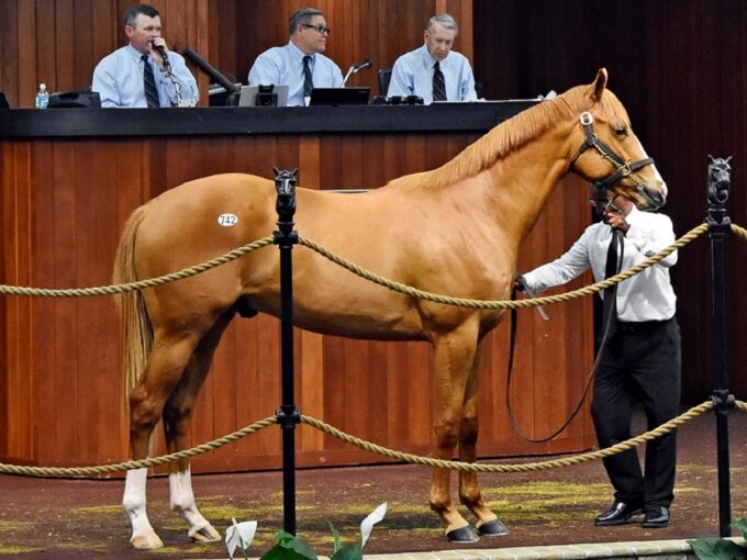 Vino Rosso's hip No. 742 at the 2023 OBS Spring 2yo sale - Judit Seipert photo