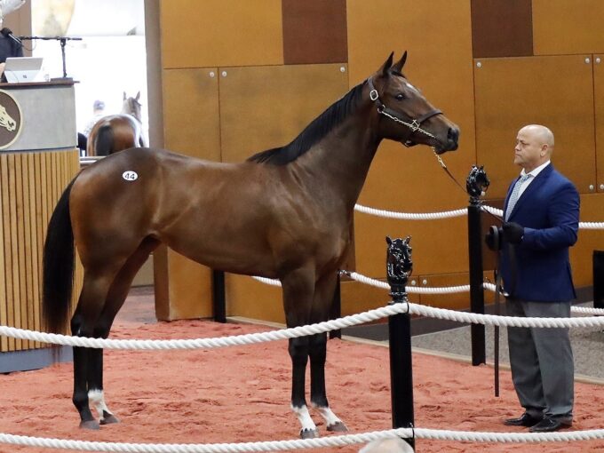 Mitole's Hip 44, 2023 Fasig-Tipton Midlantic 2 Y-O-in Training Sale -photo by Z