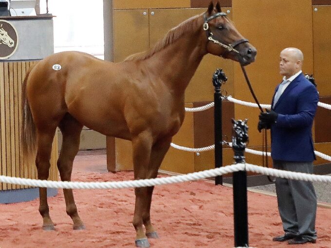 Omaha Beach's Hip 93, 2023 Fasig-Tipton Midlantic 2 Y-O-in Training Sale - photo by Z