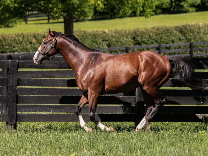 Maximus Mischief | 2022 at Spendthrift | Coyle photo