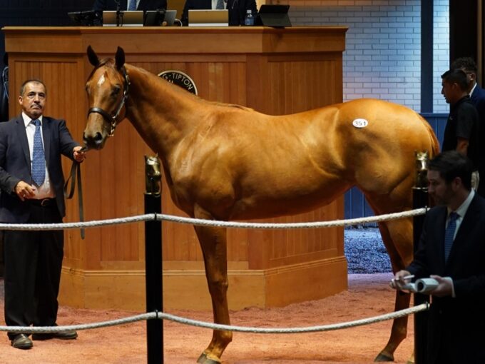 Thousand Words’ $250,000 filly, hip 351 at the F-T July Yearling sale - Matt Taylor