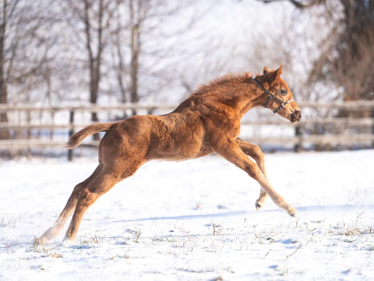 Filly o/o Murph at 48 days old | Bred by Frankfort Park Farm & Mamakos Thoroughbred | Nicole Finch photo