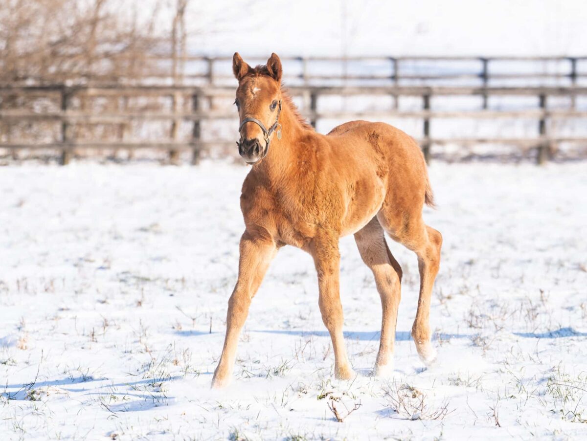 Filly o/o Murph at 48 days old | Bred by Frankfort Park Farm & Mamakos Thoroughbred | Nicole Finch photo