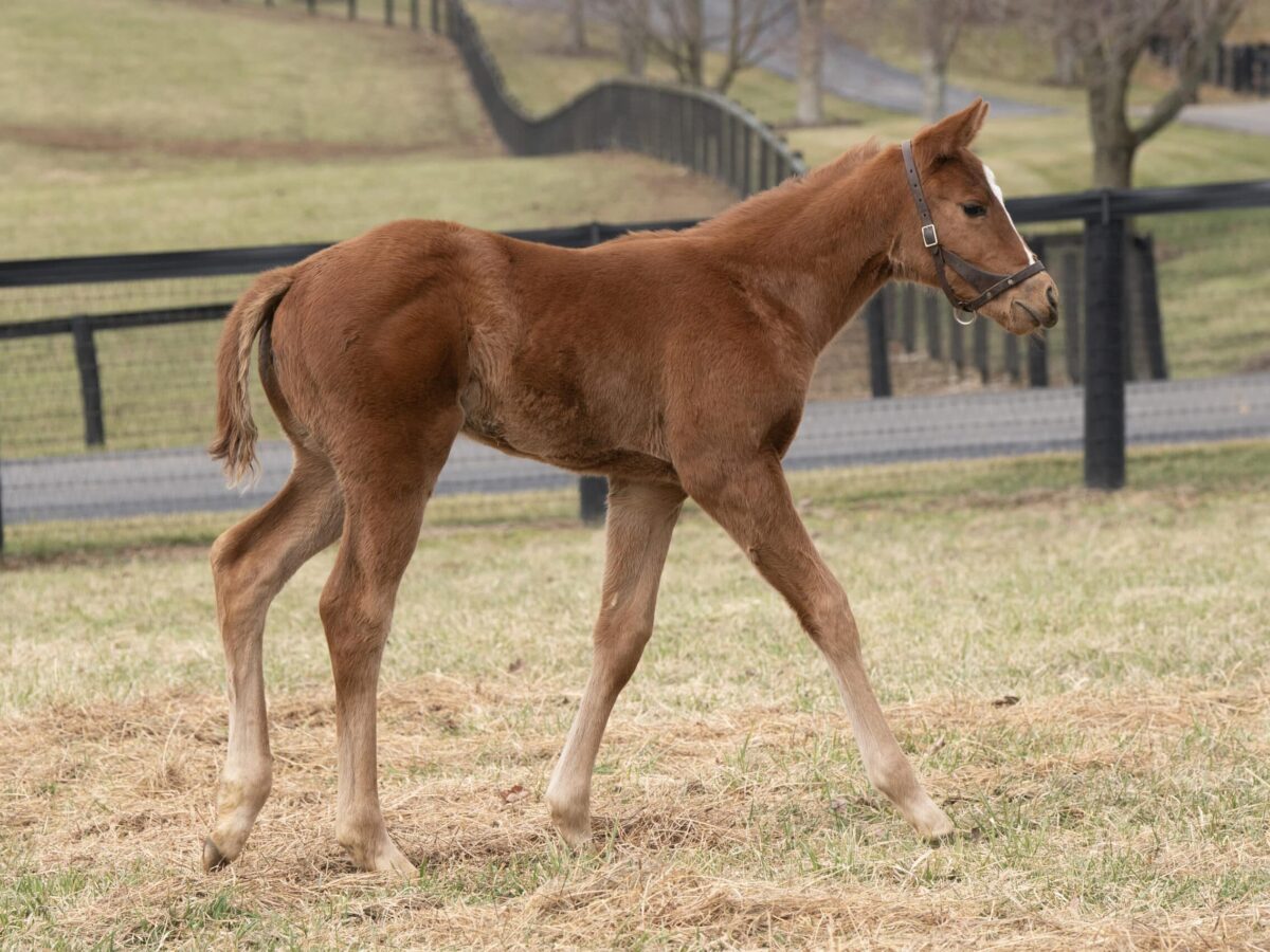 Filly o/o Saintly Joan at 23 days old | Bred by Town and Country Horse Farms | Mathea Kelly photo