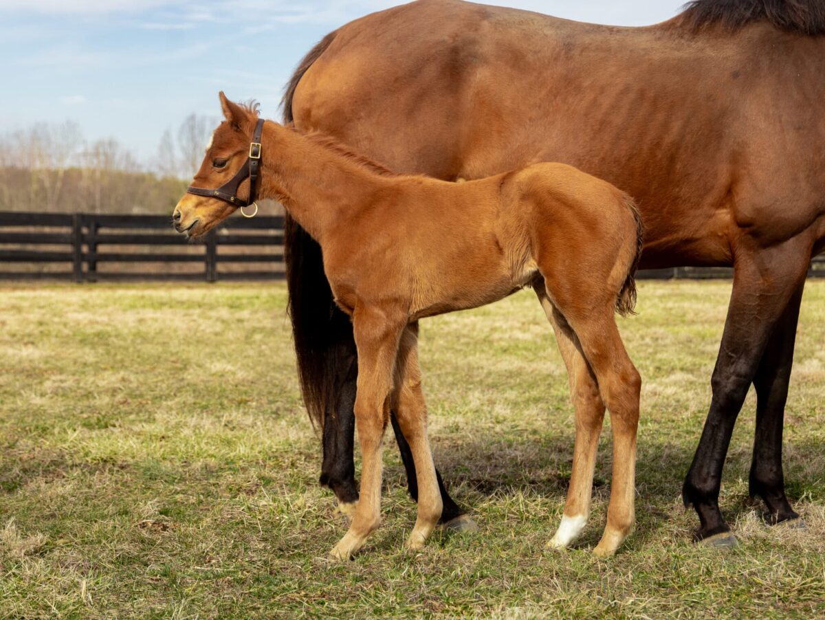 Filly o/o Spanx Legacy at 13 days old | Bred by Wynnstay & Allen Poindexter | David Valdepena photo