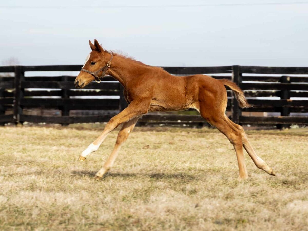 Colt o/o Taormina at 28 days old | Bred by Wynnstay & Chris Baccari | David Valdepena photo