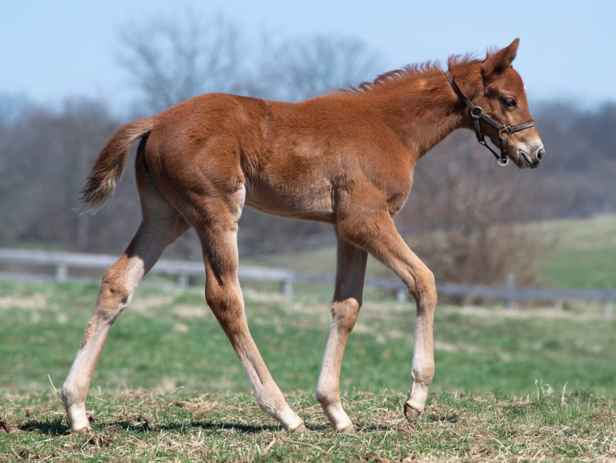 Filly o/o Victress at 25 days old | Bred by Judy Hicks | Kendall Wucker photo