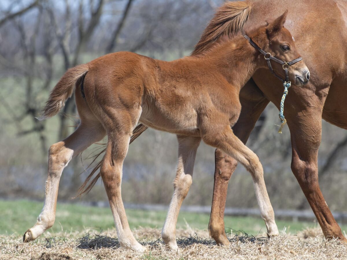 Filly o/o Victress at 25 days old | Bred by Judy Hicks | Kendall Wucker photo