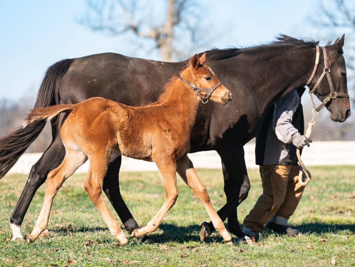 Colt o/o Wecallherqueenmary at 39 days old | Bred by Castleton Lyons & Kilboy Estate | Nicole Finch photo