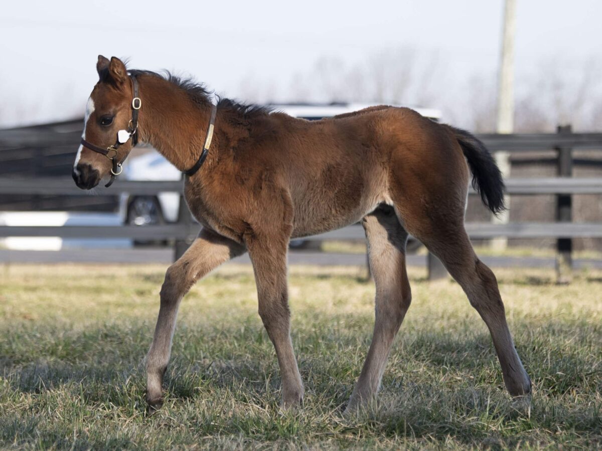 Colt o/o Media Circus at 33 days old | Bred by Thomas & Henry Hinkle and Robert Kessinger | Kendall Wucker photo