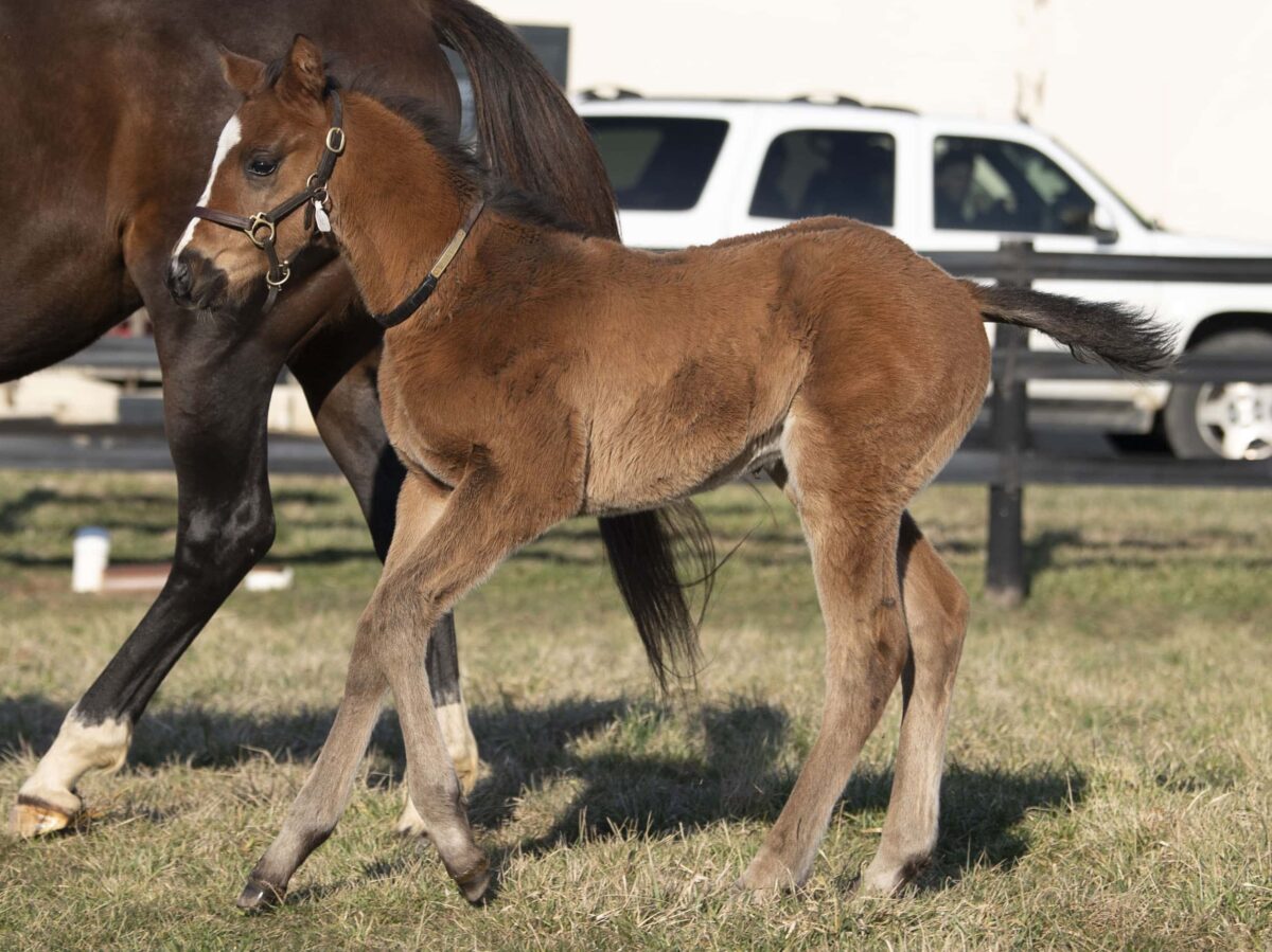 Colt o/o Media Circus at 33 days old | Bred by Thomas & Henry Hinkle and Robert Kessinger | Kendall Wucker photo