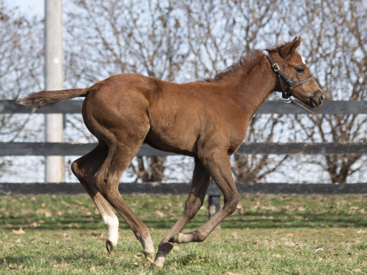 Filly o/o Morning Rush at 31 days old | Bred by Ledgelands Farm | Kendall Wucker photo