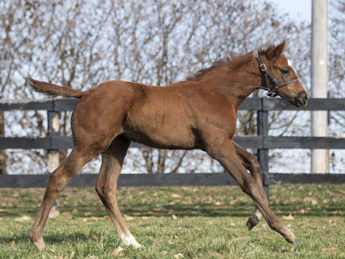 Filly o/o Morning Rush at 31 days old | Bred by Ledgelands Farm | Kendall Wucker photo