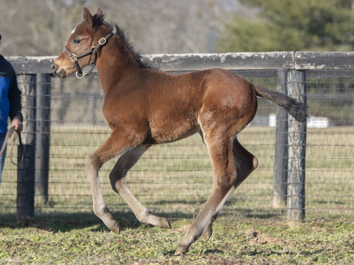 Colt o/o Ten Demerits at 21 days old | Bred by Loren & Nenita Nichols | Kendall Wucker photo