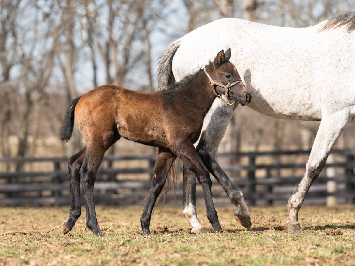 Filly o/o I Love Nola at 39 days old | Bred by Rattner Bloodstock | Nicole Finch photo