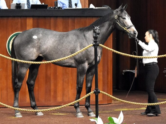 Bolt d'Oro's hip No. 351 in the ring at the 2024 OBS Spring 2yo sale - Judit Seipert