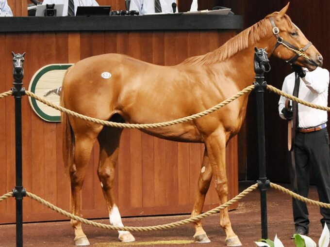 Thousand Words' $300,000 colt, hip 633, at the 2024 OBS Spring 2yo Sale - Judit Seipert