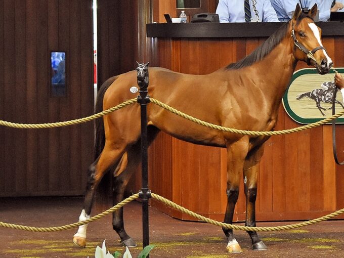 Vekoma's $325,000 colt, hip 109, at the 2024 OBS Spring 2yo sale - Judit Seipert