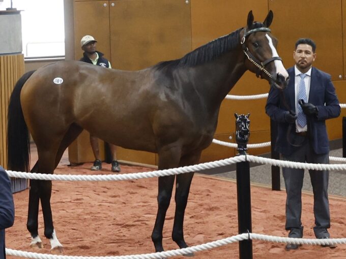 Bolt d'Oro's $1.25M sales topper, Hip 401, at the 2024 Fasig-Tipton Midlantic 2YO Sale - photo by Z