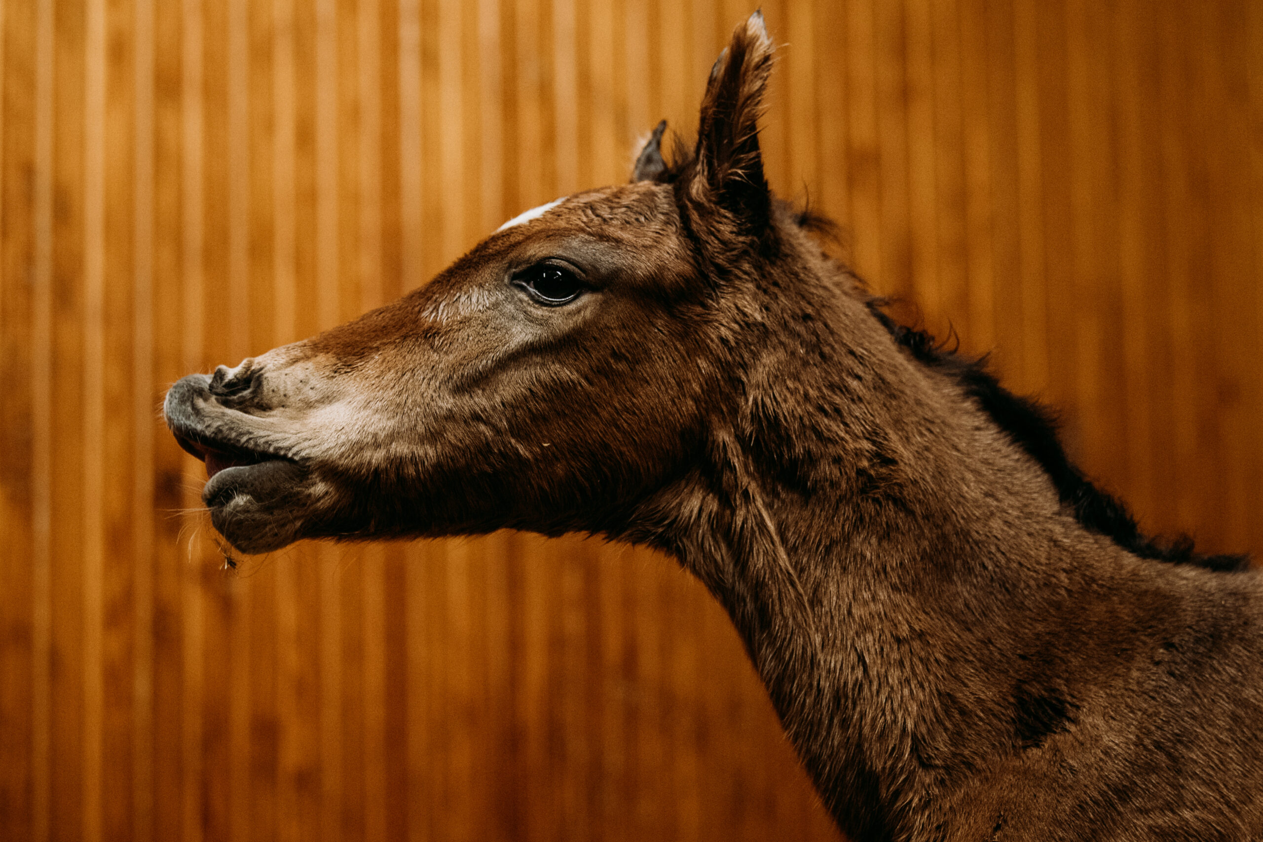 Beholder's third foal, a filly by War Front | Photo by Spendthrift Farm / Autry Graham