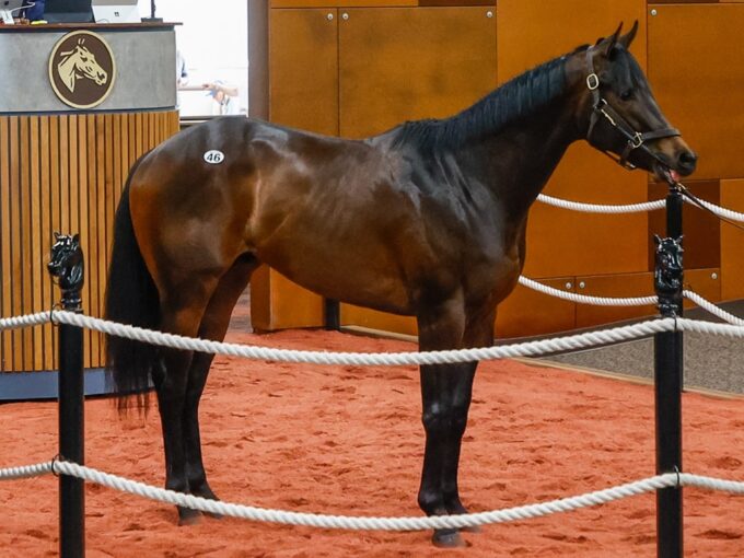 Thousand Words' Hip 046 at the 2024 Fasig-Tipton Midlantic 2yo Sale - photo by Z