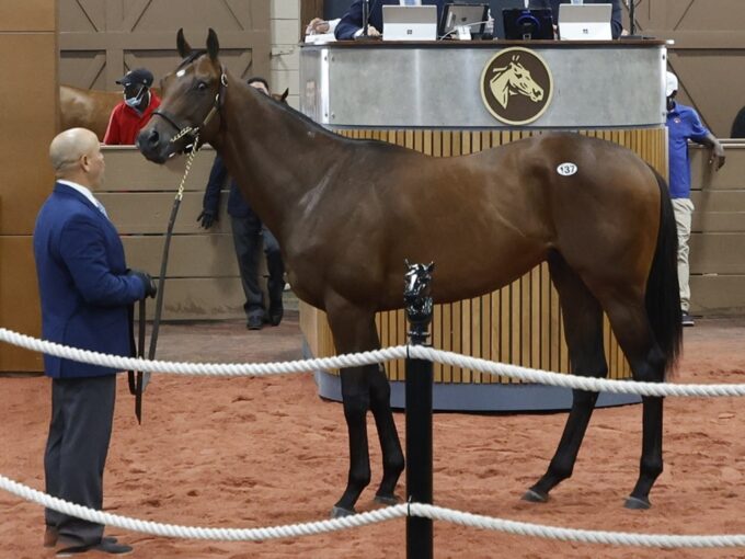 Vekoma's $400,000 colt, hip 137, at the 2024 F-T Midlantic 2yo sale - photo by Z