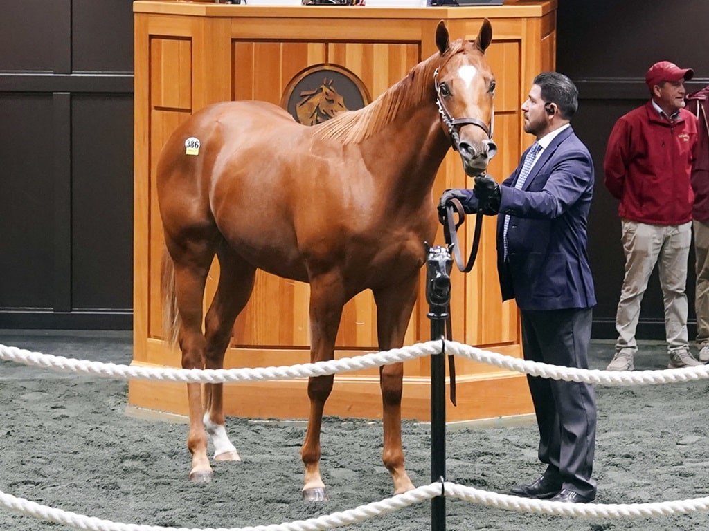 Vekoma's Hip 386 at the 2024 Fasig-Tipton Saratoga New York bred Sale -photo by Z