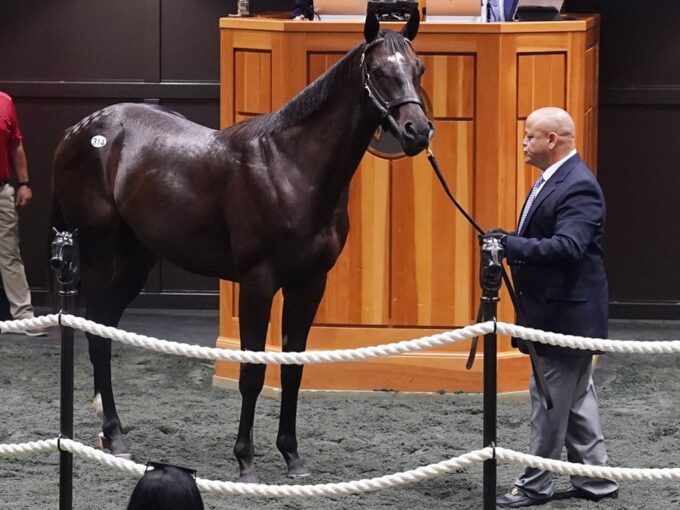 Yaupon's Hip 314 at the 2024 Fasig-Tipton Saratoga New York bred Sale - photo by Z