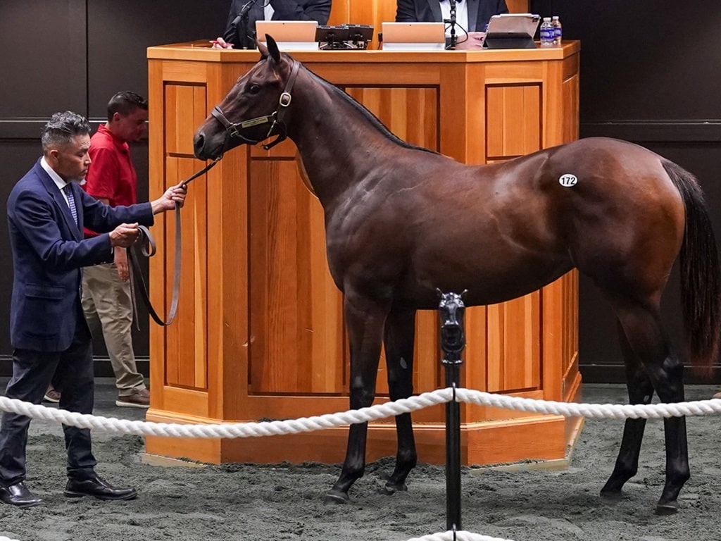 Yaupon's $275,000 filly, Hip 172, at the 2024 Fasig-Tipton Saratoga Sale - photo by Z