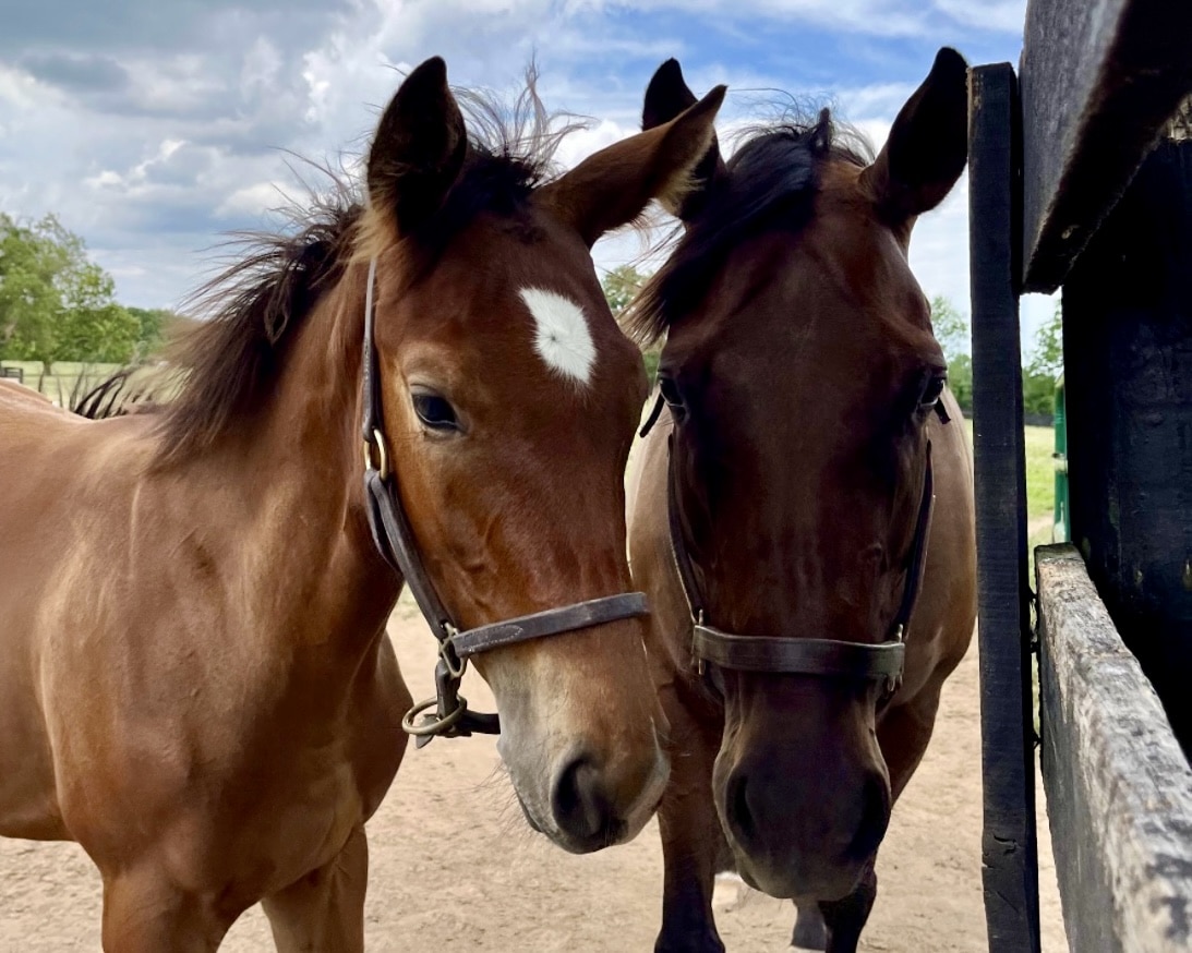 Acquitted shown as a foal next to dam Perfect Alibi