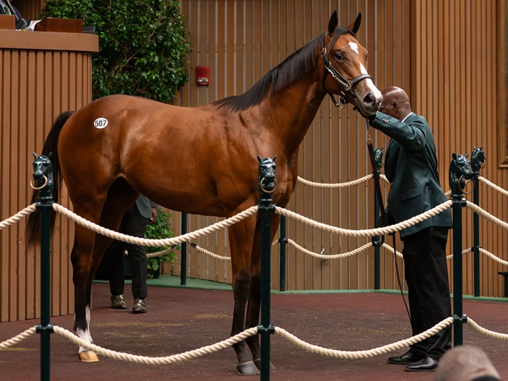 Authentic's hip No. 507 at the 2024 Keeneland September sale - Nicole Finch photo