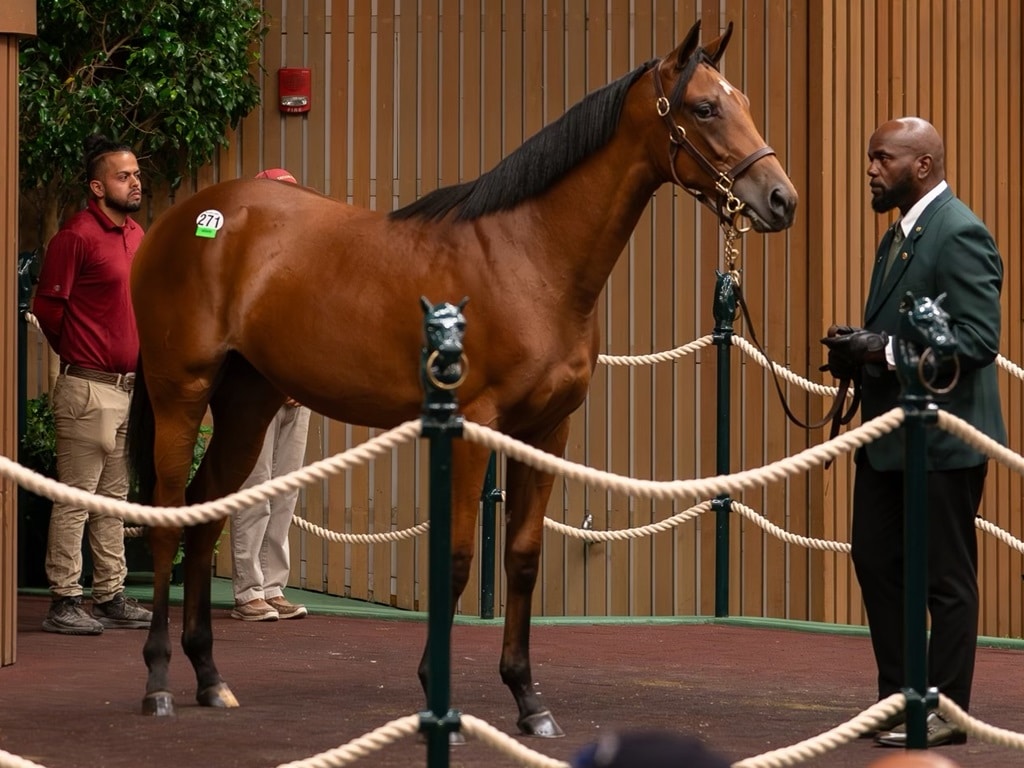 Authentic's $550,000 filly, hip 271, at the 2024 Keeneland September sale - Nicole Finch photo