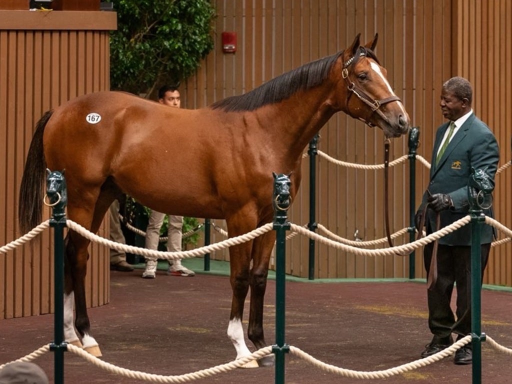 Into Mischief's $1.25 million colt, hip 167, at the 2024 Keeneland September sale - Nicole Finch photo